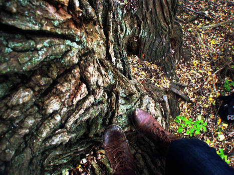 Up in a tree