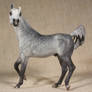Dapple Grey Arabian Stallion