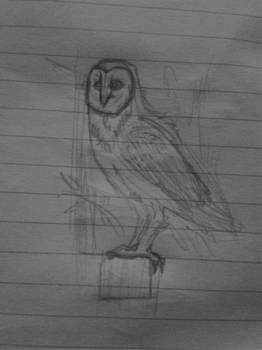 Owl Sketch