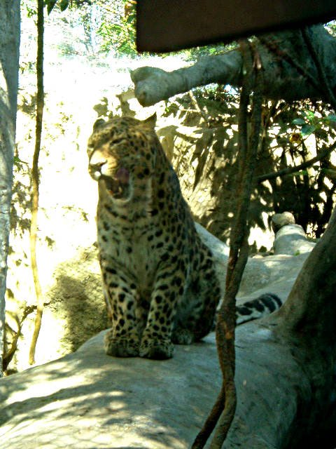 Amur Leopard's Yawn