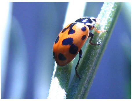 LADYBUG2