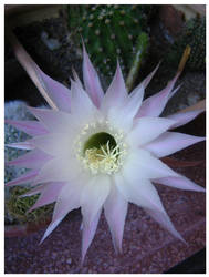 flor de cactus