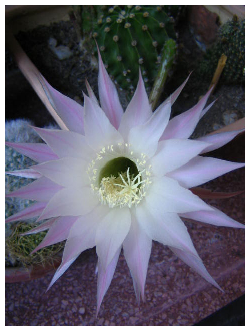 flor de cactus