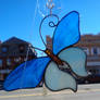 Blue butterfly