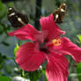 Flower with Butterflies