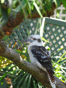 Kookaburra