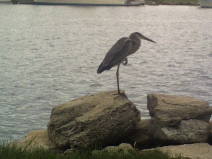 Bird on the rocks