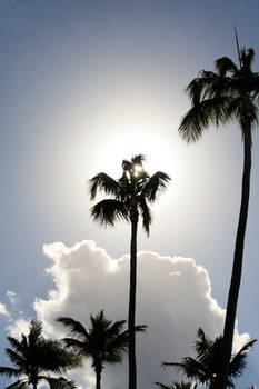 Sun Palm Tree