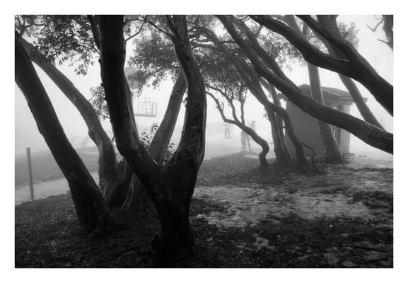 Fog in the Trees II