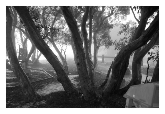 Fog in the Trees III
