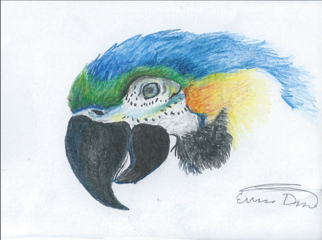 Macaw Colored Pencil Drawing