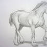 Horse Drawing