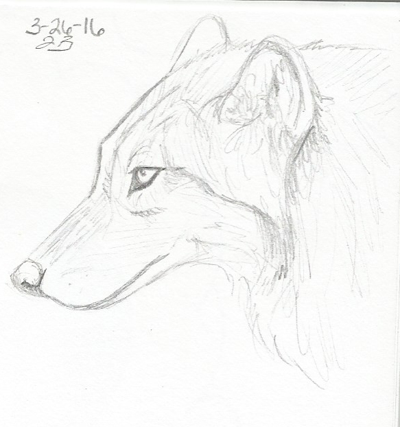 Wolf