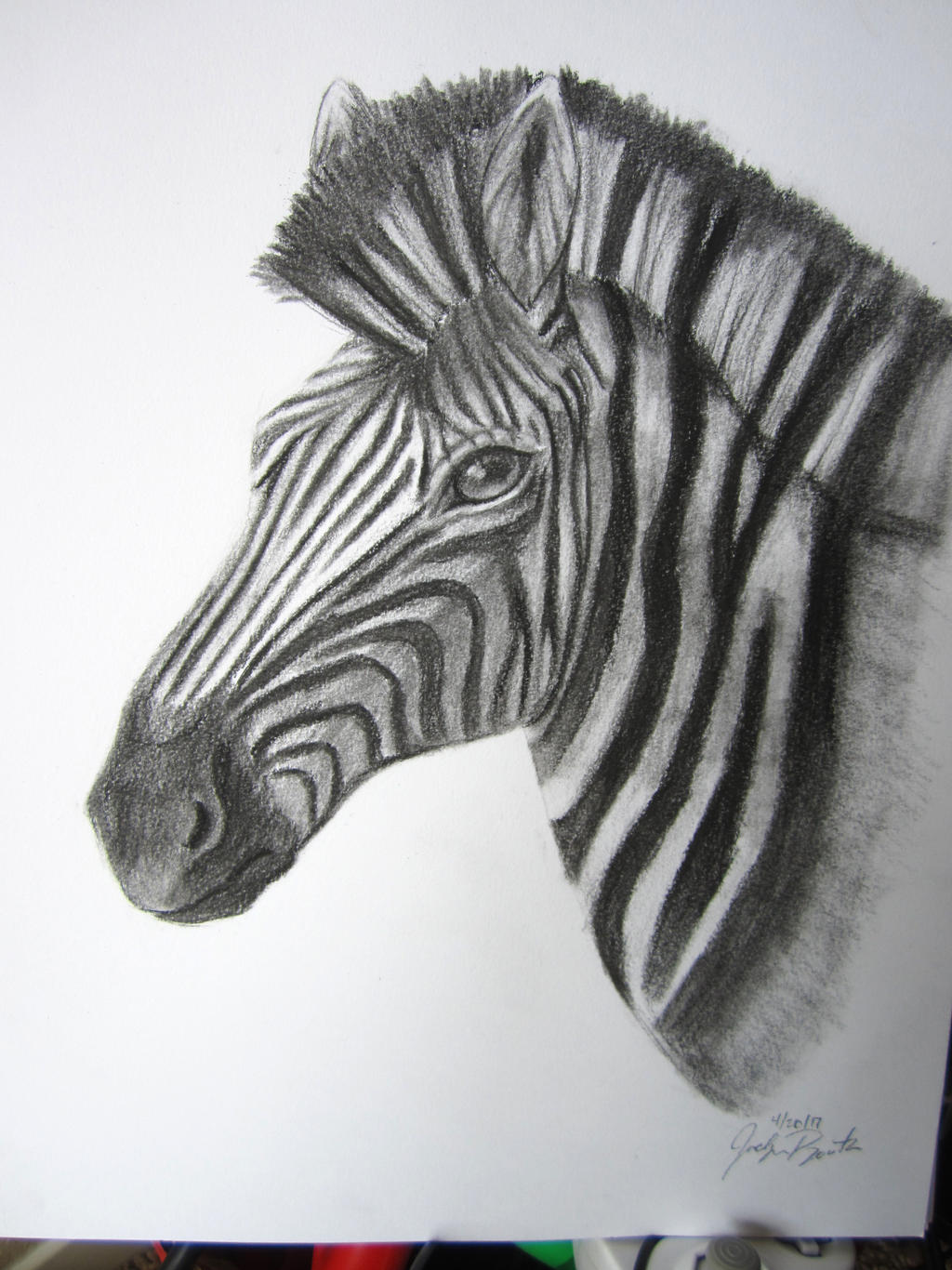 Zebra