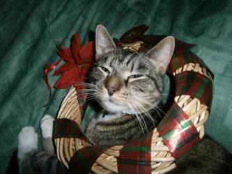 My Christmas Chipsy Cat :)