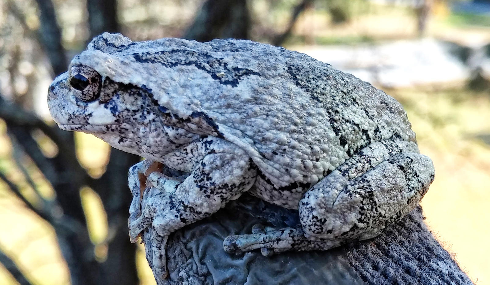 Tree Frog in Camo