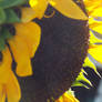 Sunflower II