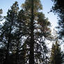 Sugar Pine II