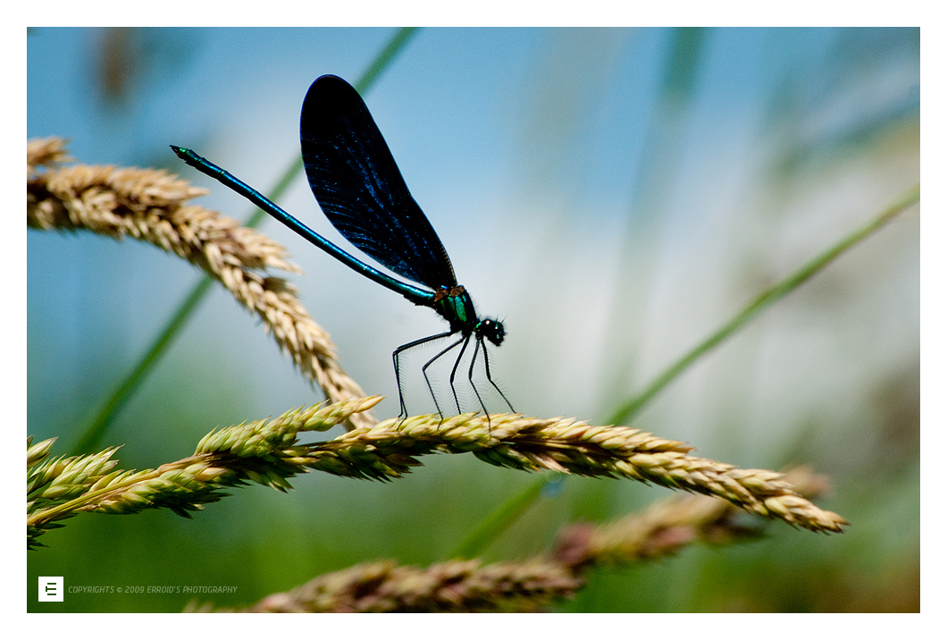 dragonfly