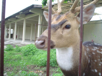 Male Deer