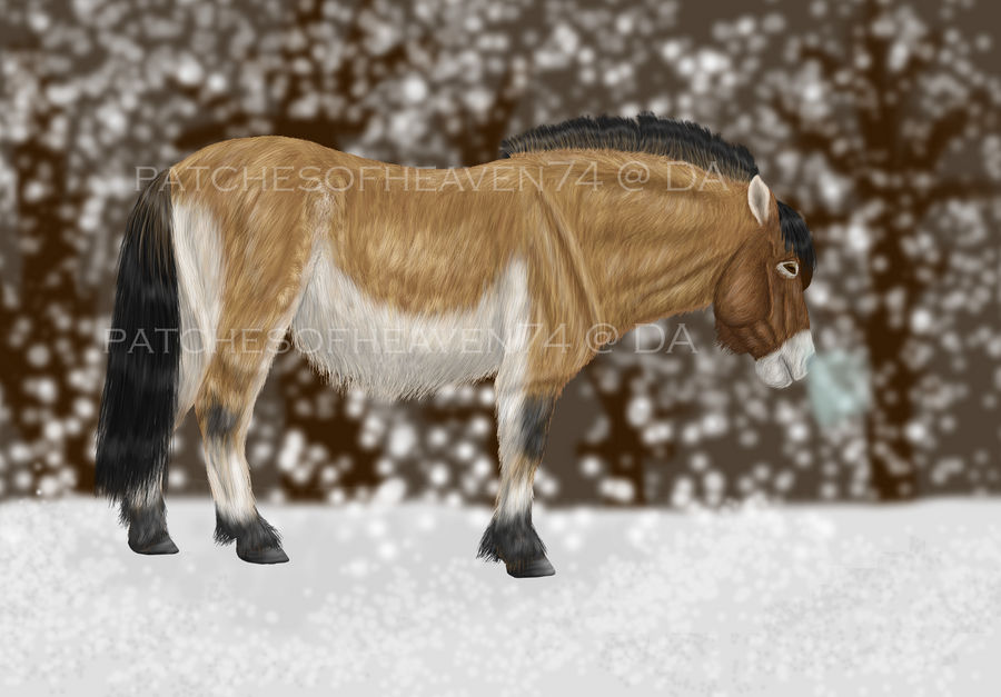 Asian Wild Horse-COMPLETE