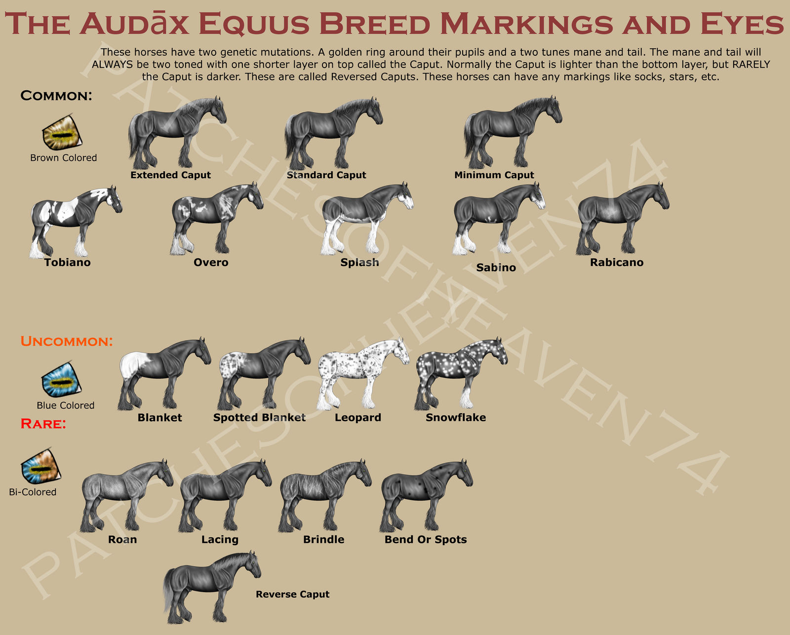 Audax Equus-Markings and Eyes