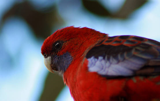 Rosella