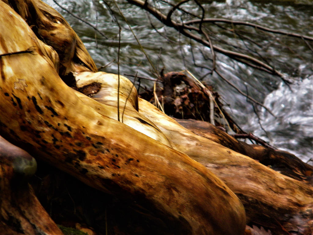 Doob Roots Roots by AnnieBee61 on DeviantArt