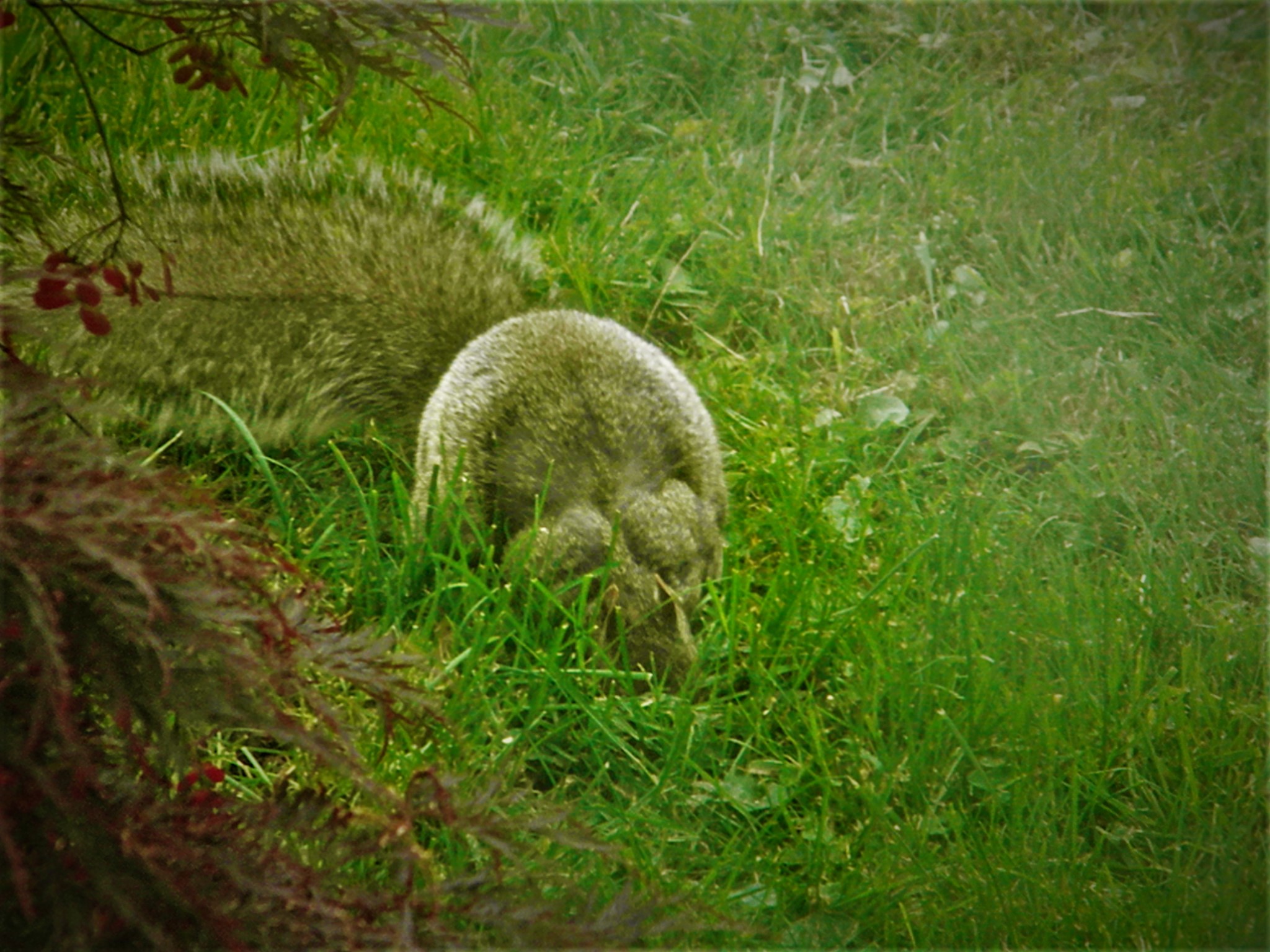 Mommy squirrel