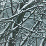 Winter Branches 2