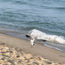 Seagull