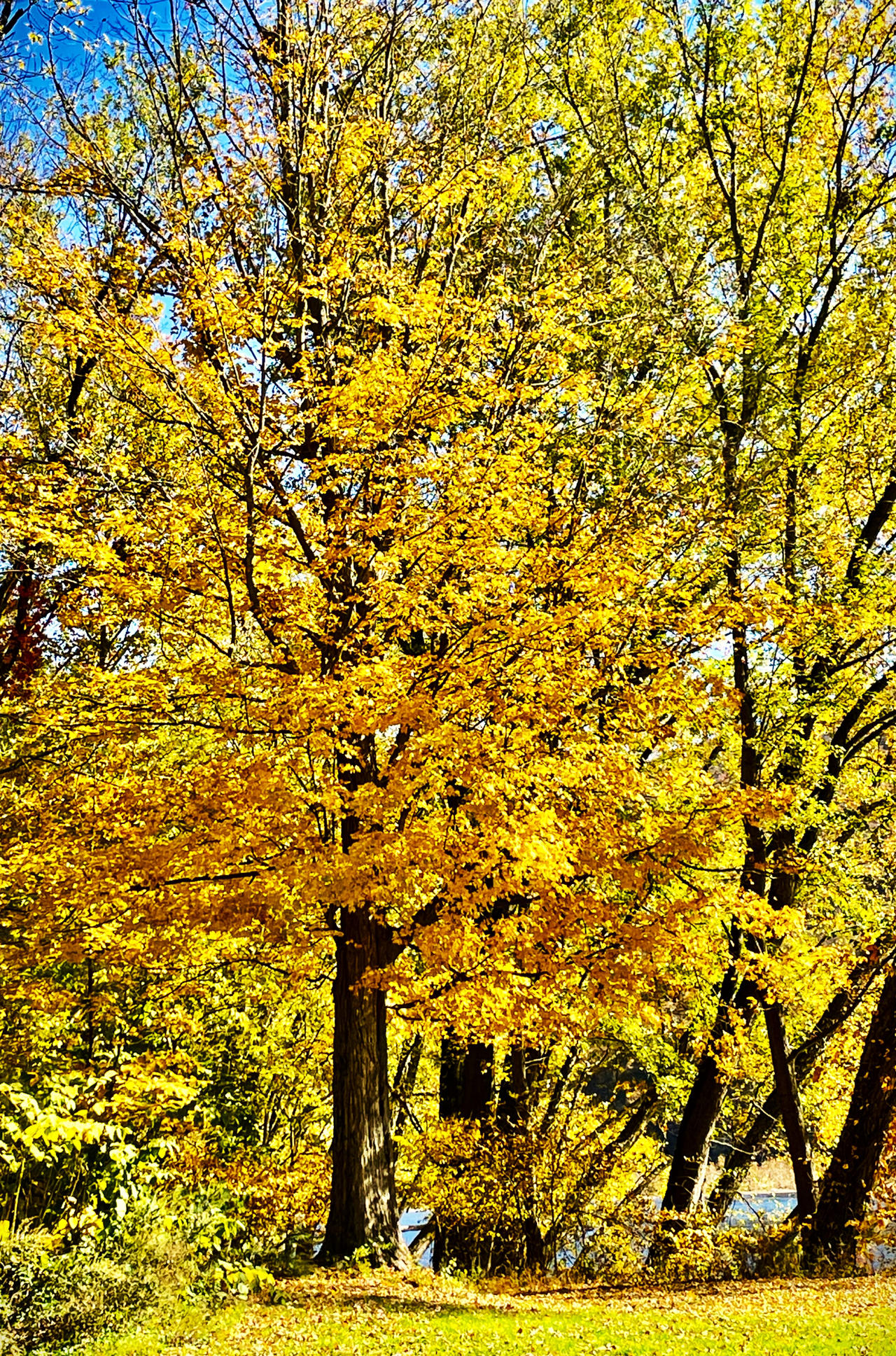 Tree of Yellow
