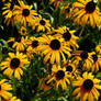 Pretty Brown eyed susans