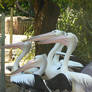 Australian Pelican 03