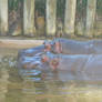 Hippopotamus 02