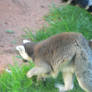 Ring-tailed Lemur 01