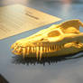 Plesiosaur Skull