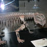 Lystrosaurus georgi 01