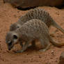 Meerkat 01  2014