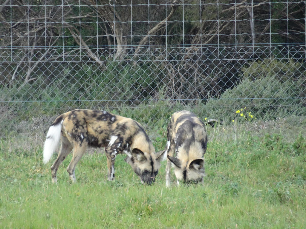 Monarto 2014: African Painted Dogs 01