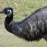 Adelaide Zoo 2014: Emu 02