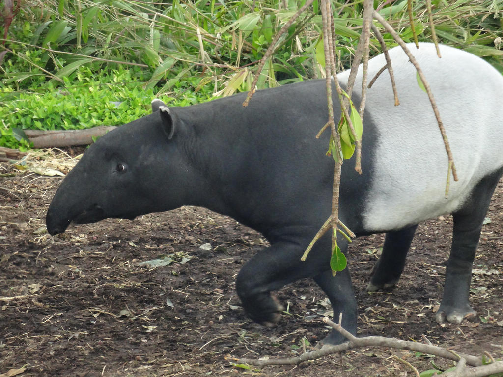 Adelaide Zoo 2014: Malayan Tapir 03