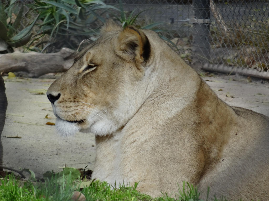 Adelaide Zoo 2014: Lion