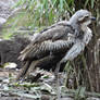 Adelaide Zoo 2014: Bush Thick-Knee 01