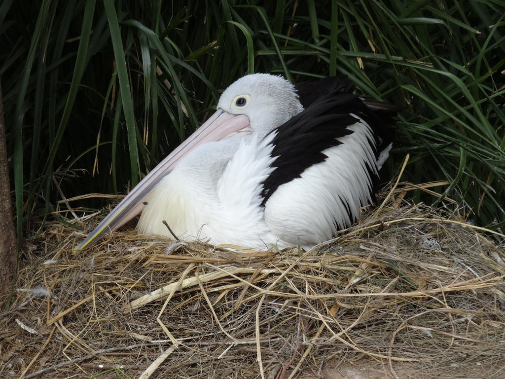 Adelaide Zoo 2014: Pelican 03