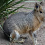 Adelaide Zoo 2014: Cavy 01