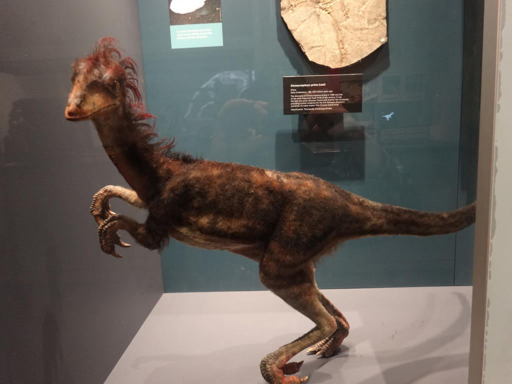 Sinosauropteryx prima 02