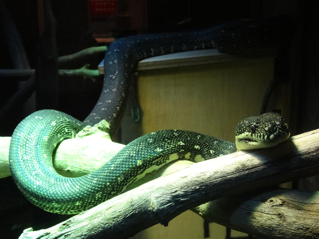 Diamond Python by lizardman22 on DeviantArt