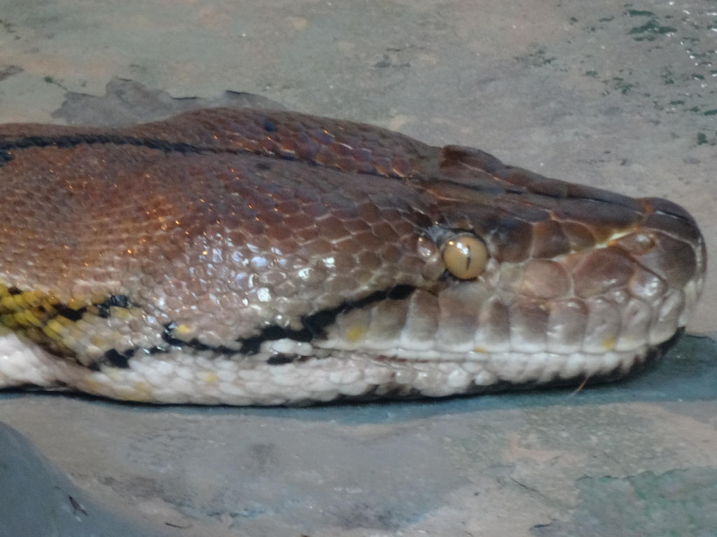 Reticulated Python 02 by lizardman22 on DeviantArt