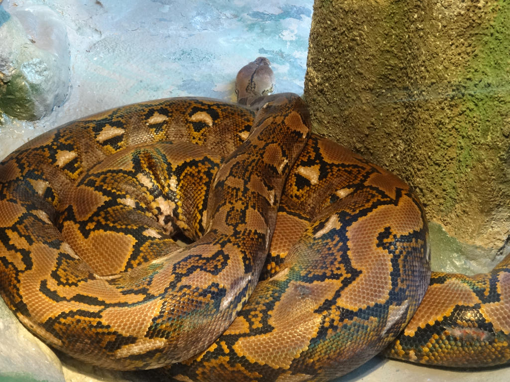 Reticulated Python 01 by lizardman22 on DeviantArt